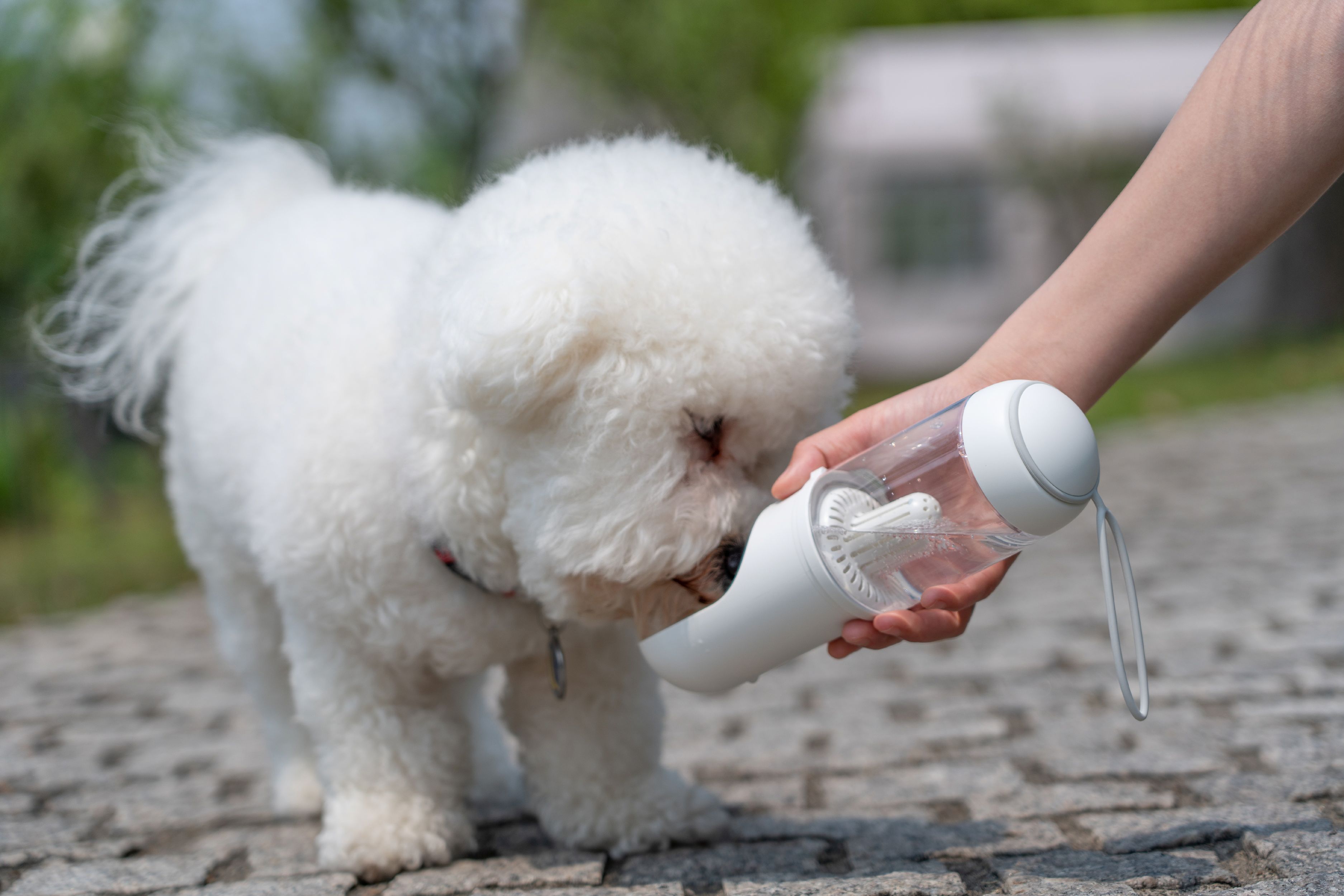 Pet Life ® 'PYURE' Handheld Travel Filtered Water Feeder - P's One-Stop Shop 
