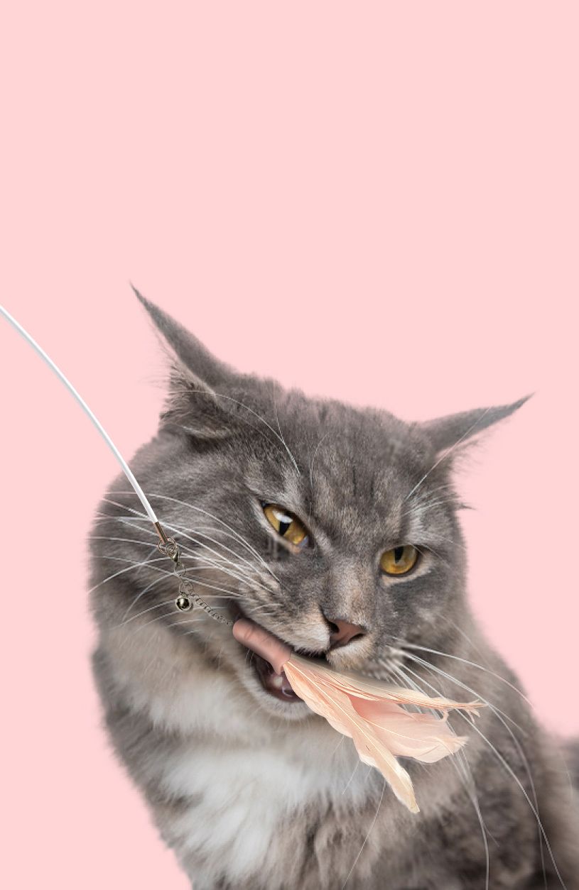 Pet Life ® 'Wander-cat' Customizeable and Extendable 10-in-1 Attachment Laser Cat Teaser - P's One-Stop Shop 