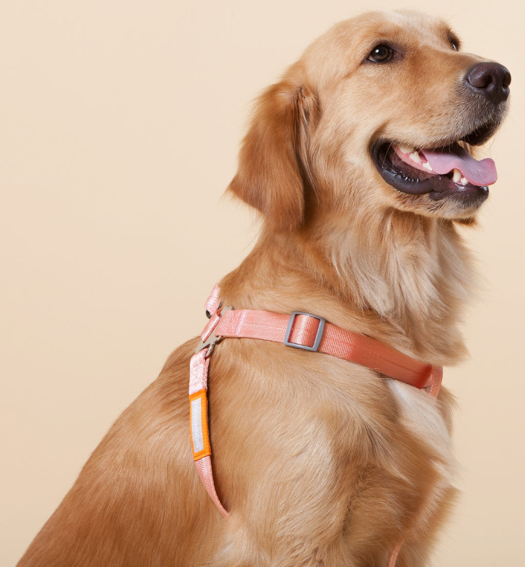 Touchdog ® 'Macaron' 2-in-1 Durable Nylon Dog Harness and Leash - P's One-Stop Shop 
