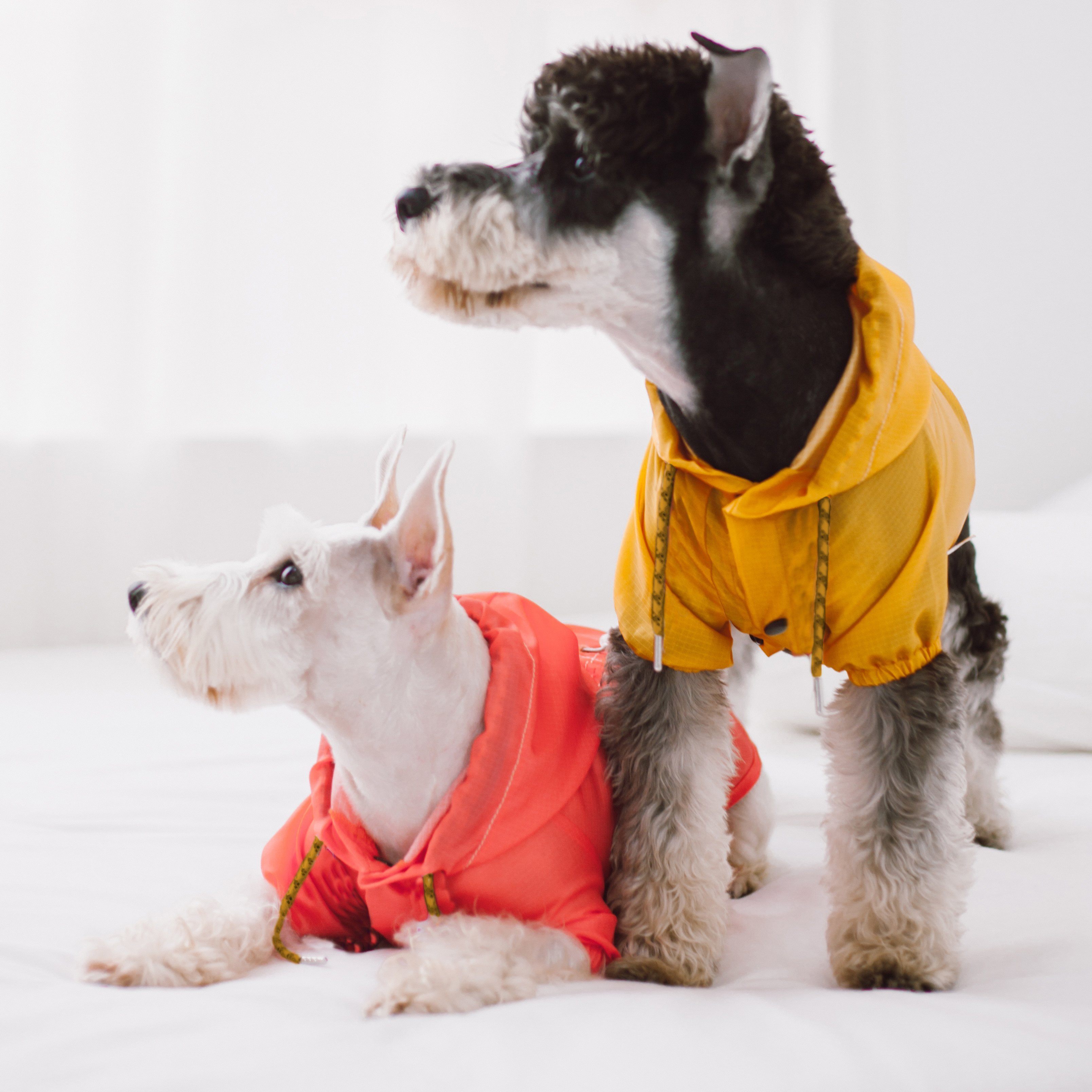 Touchdog Split-Vent Designer Waterproof Dog Raincoat - P's One-Stop Shop 